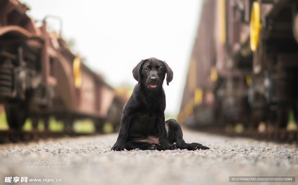 动物 宠物 狗 猫