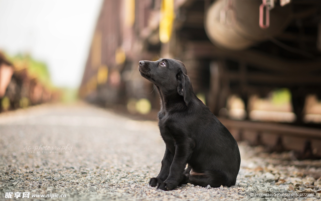 动物 宠物 狗 猫