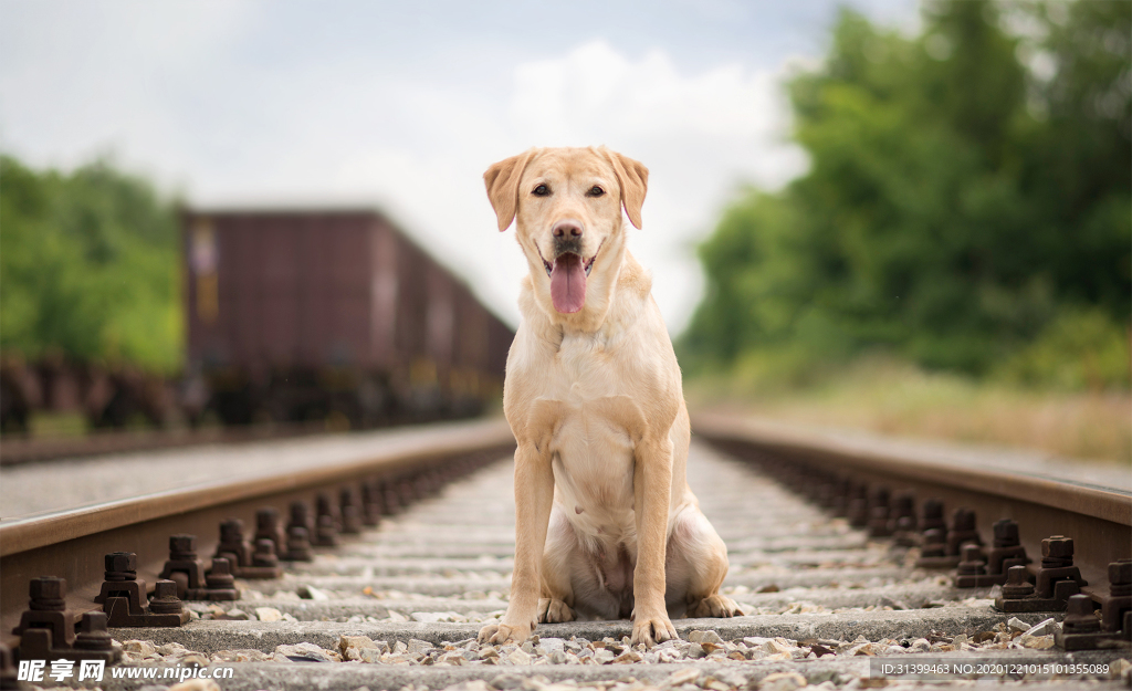 动物 宠物 狗 猫