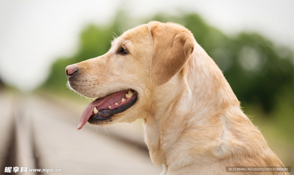 动物 宠物 狗 猫