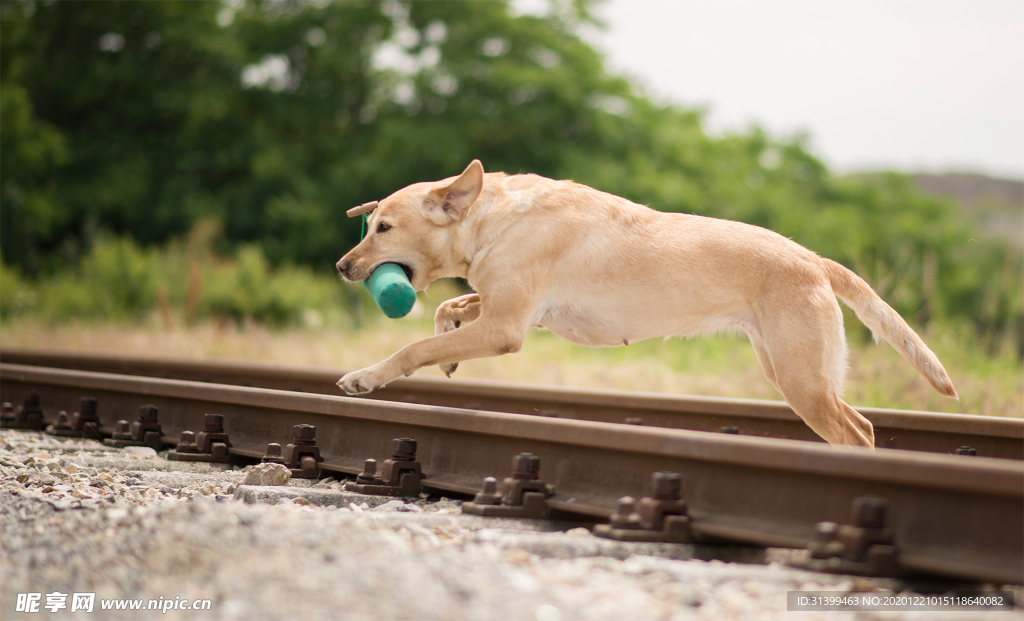 动物 宠物 狗 猫