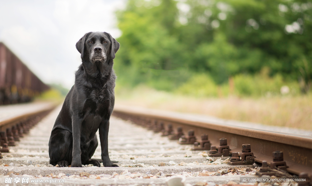 动物 宠物 狗 猫