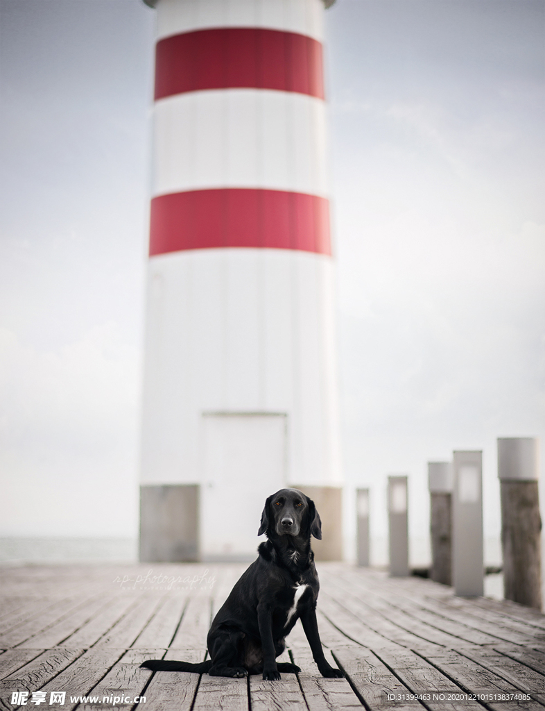 动物 宠物 狗 猫