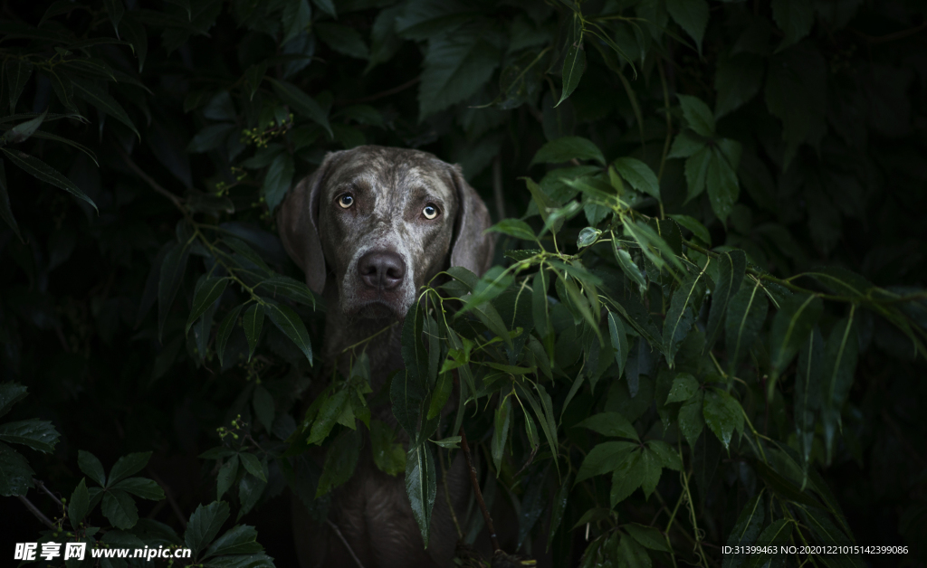 动物 宠物 狗 猫