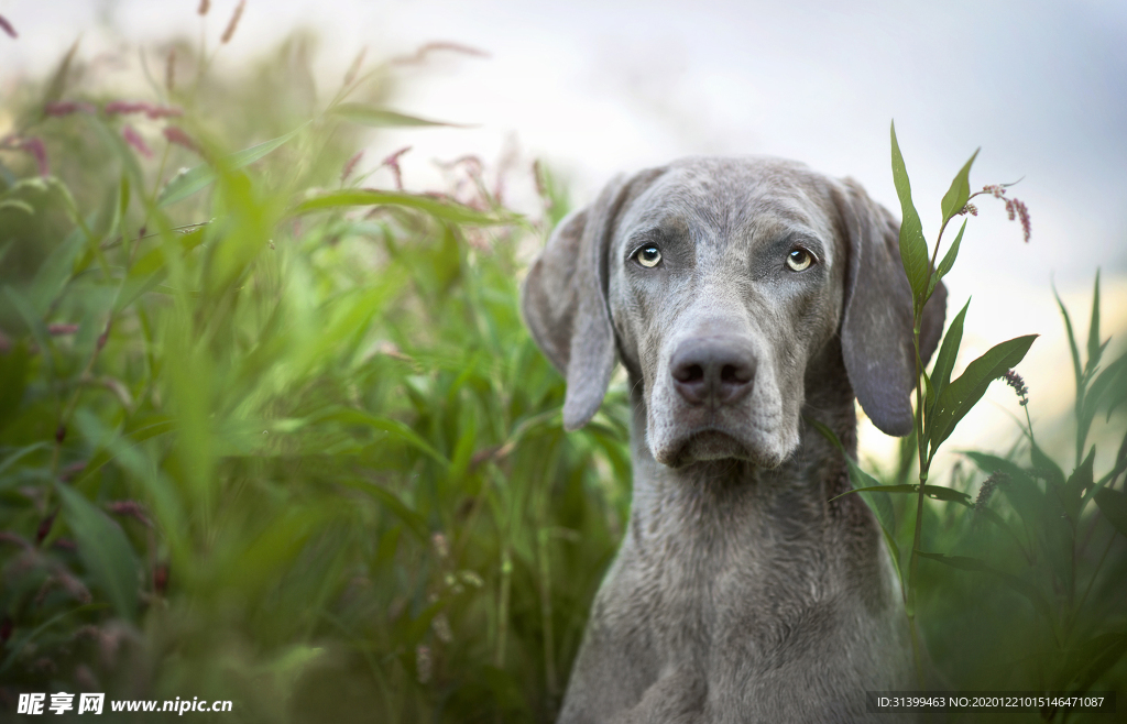 动物 宠物 狗 猫