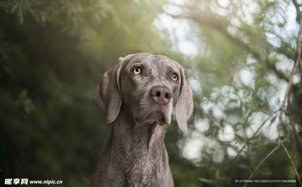 动物 宠物 狗 猫