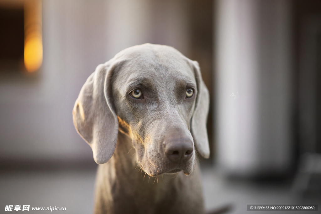 动物 宠物 狗 猫