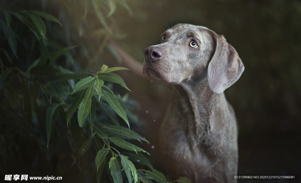 动物 宠物 狗 猫