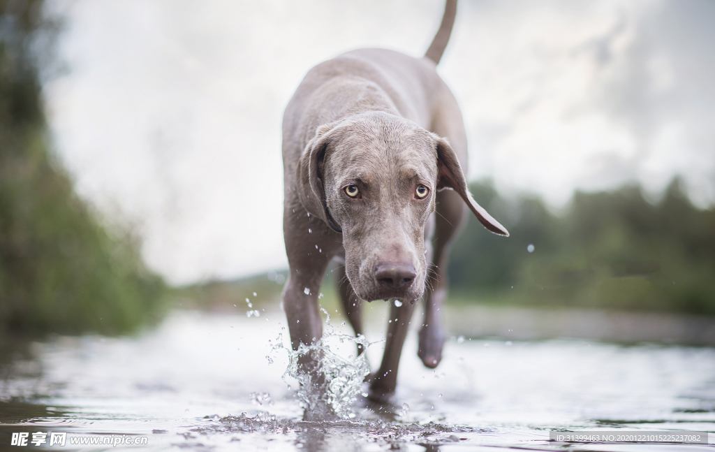 动物 宠物 狗 猫