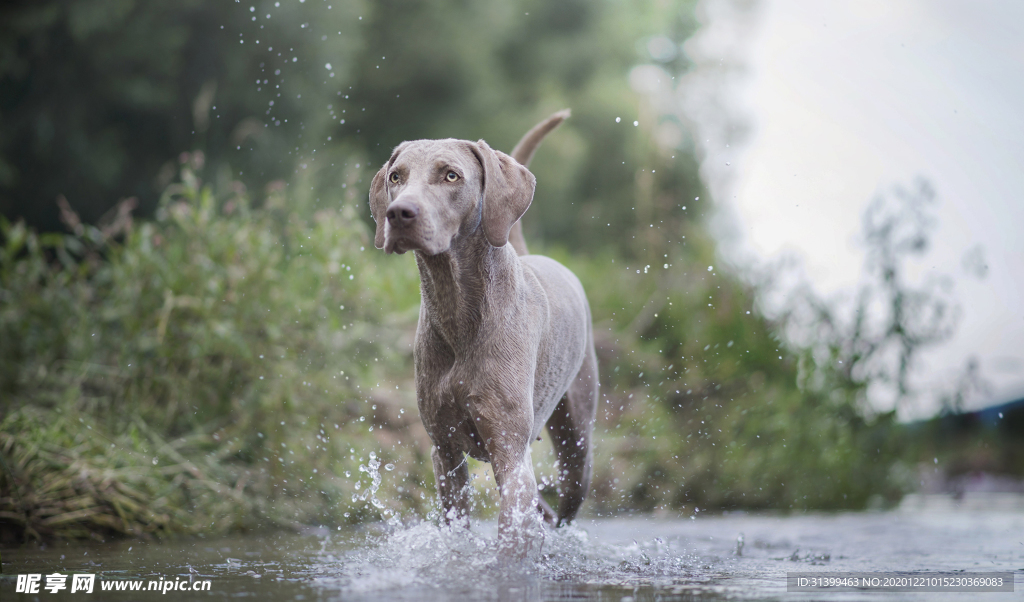动物 宠物 狗 猫