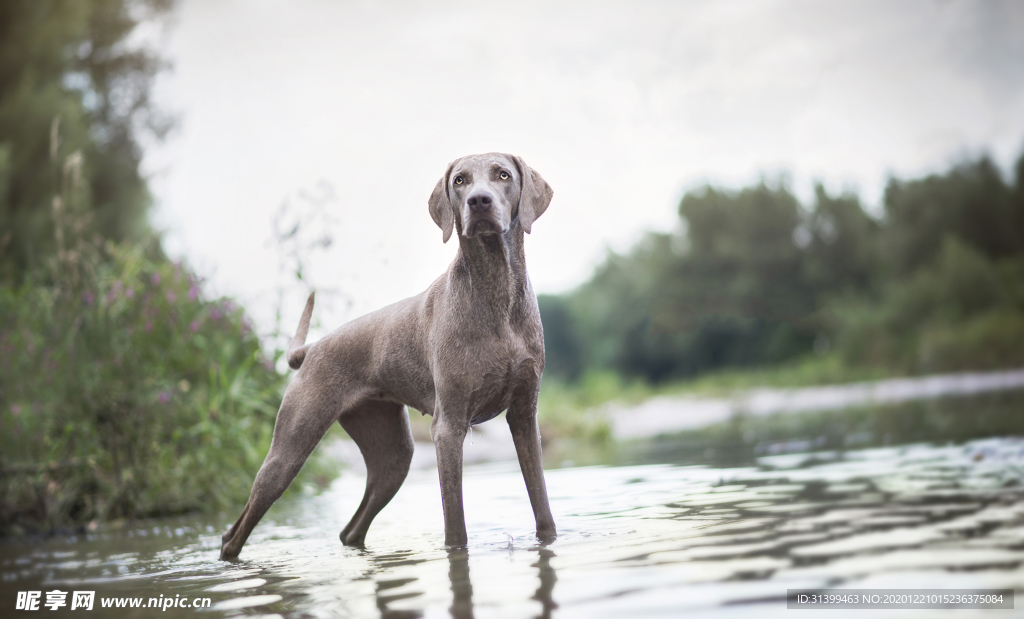 动物 宠物 狗 猫
