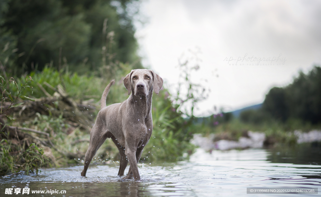 动物 宠物 狗 猫
