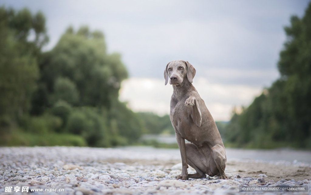 动物 宠物 狗 猫