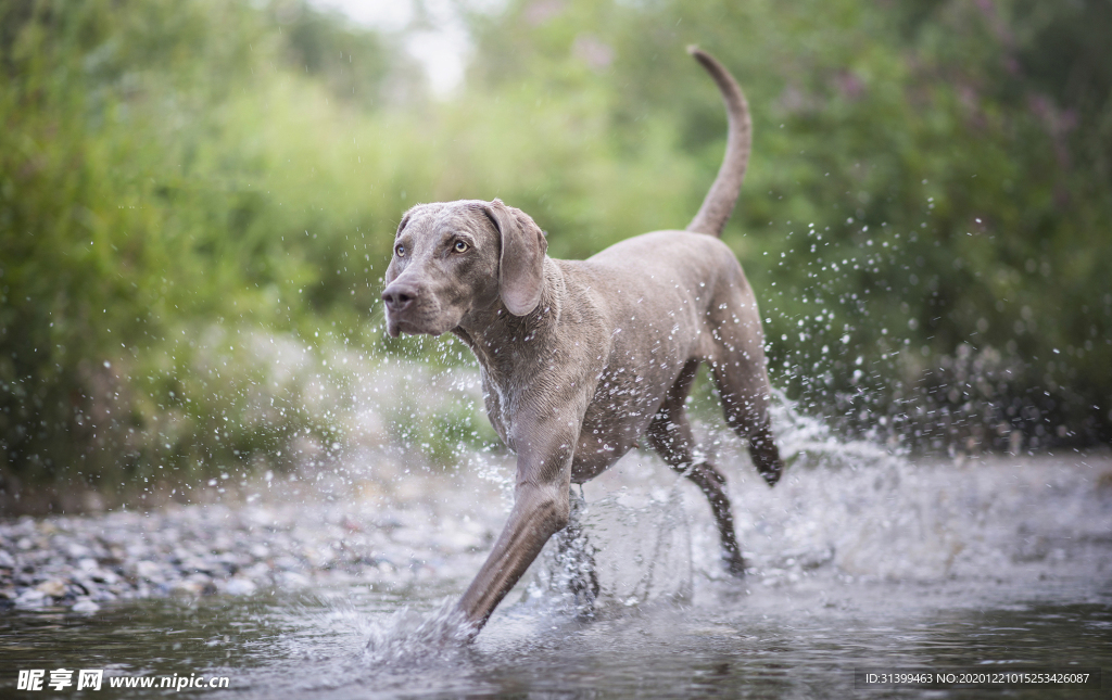动物 宠物 狗 猫