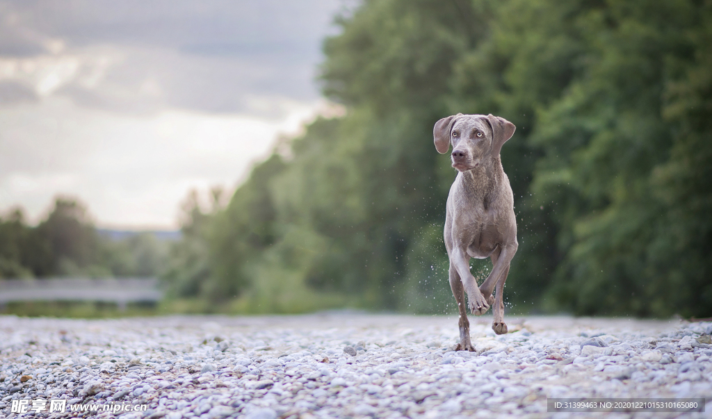 动物 宠物 狗 猫