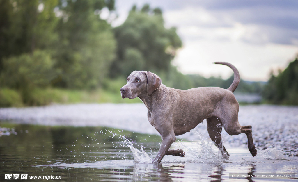 动物 宠物 狗 猫