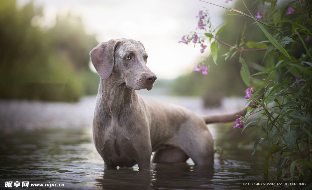 动物 宠物 狗 猫