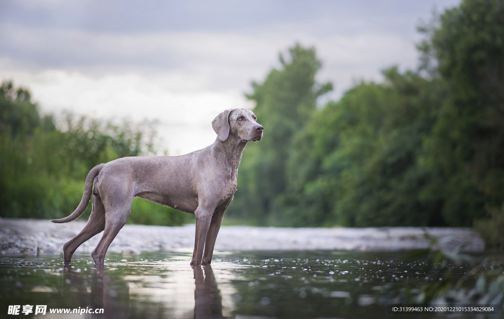 动物 宠物 狗 猫