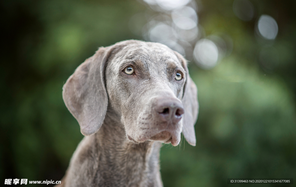 动物 宠物 狗 猫