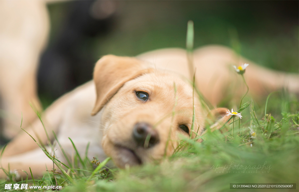 动物 宠物 狗 猫