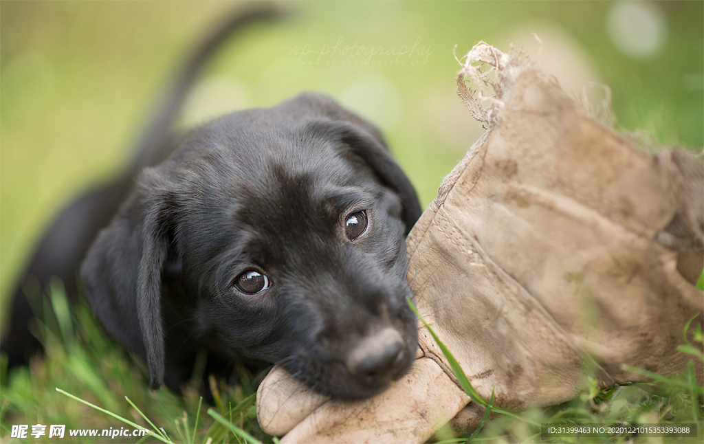 动物 宠物 狗 猫