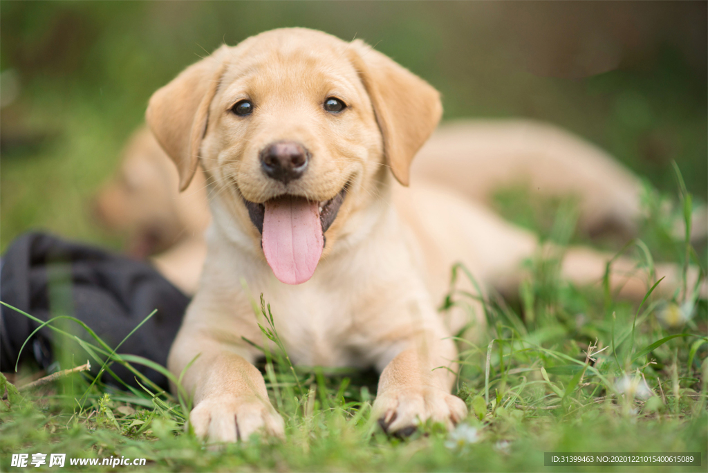 动物 宠物 狗 猫