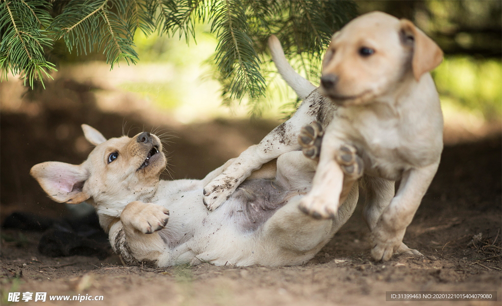 动物 宠物 狗 猫