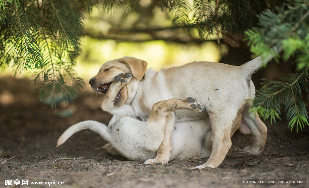 动物 宠物 狗 猫