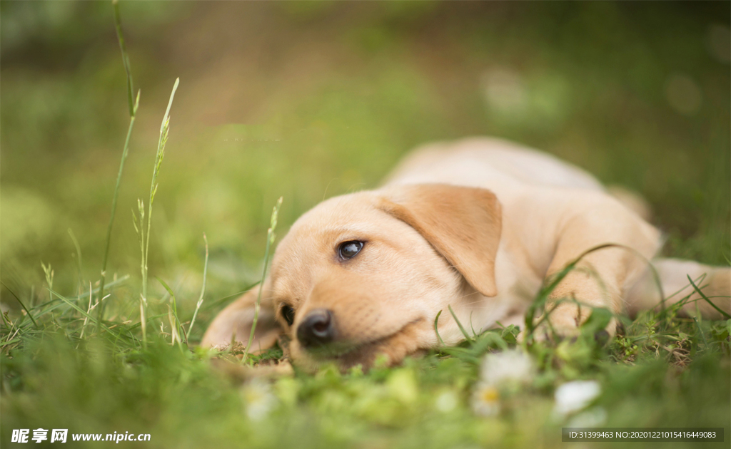 动物 宠物 狗 猫