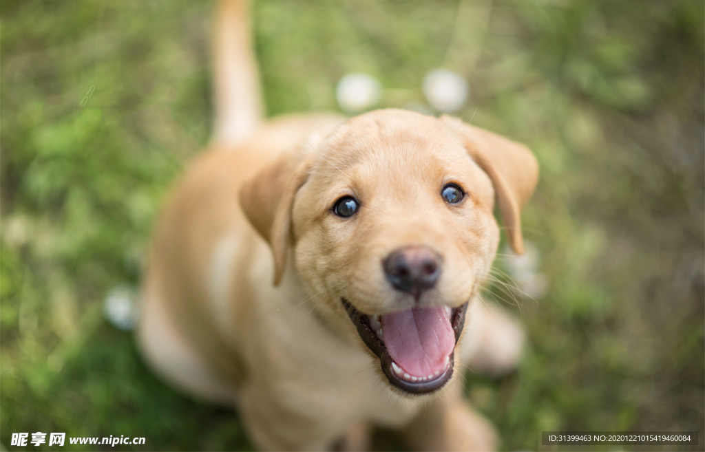动物 宠物 狗 猫