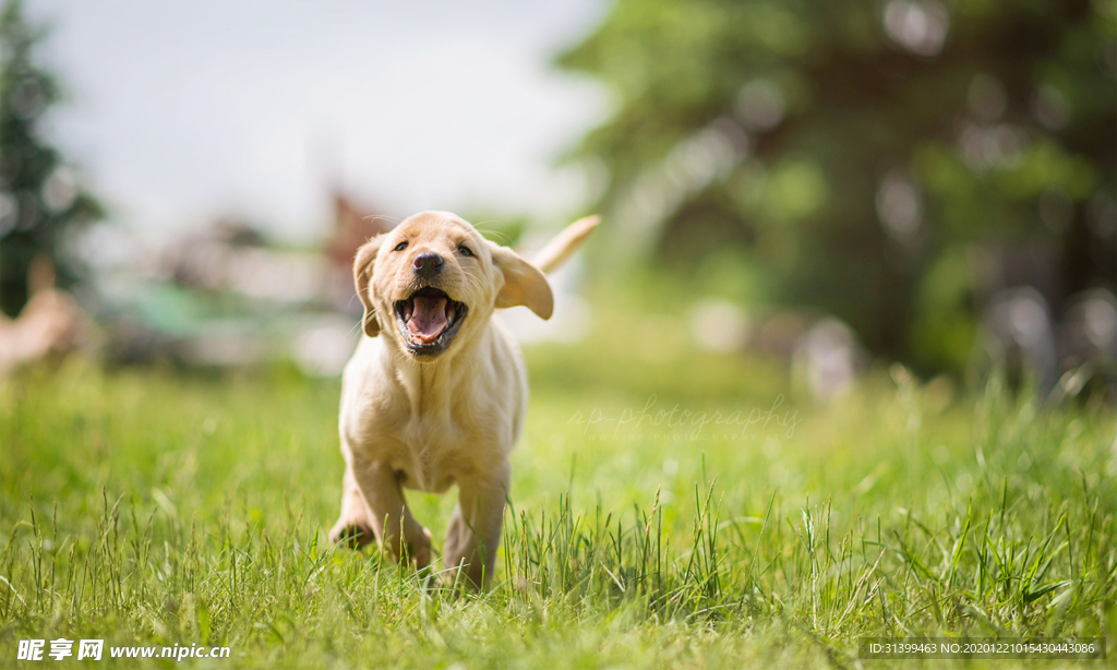 动物 宠物 狗 猫