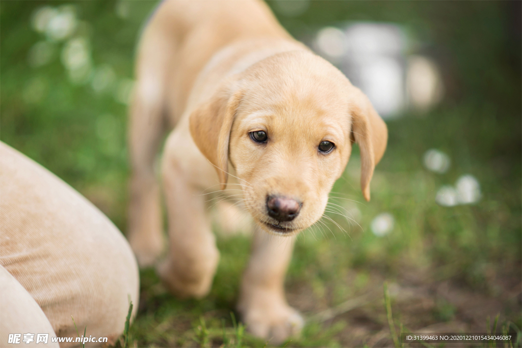 动物 宠物 狗 猫
