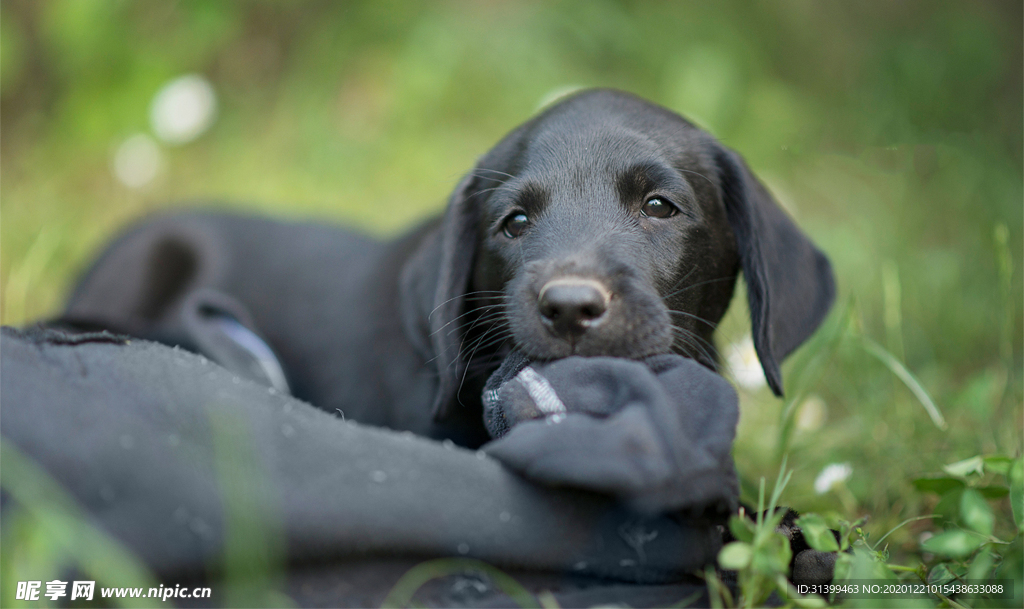 动物 宠物 狗 猫