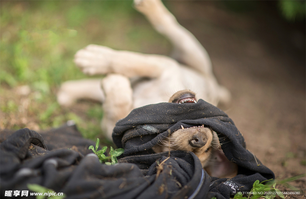 动物 宠物 狗 猫