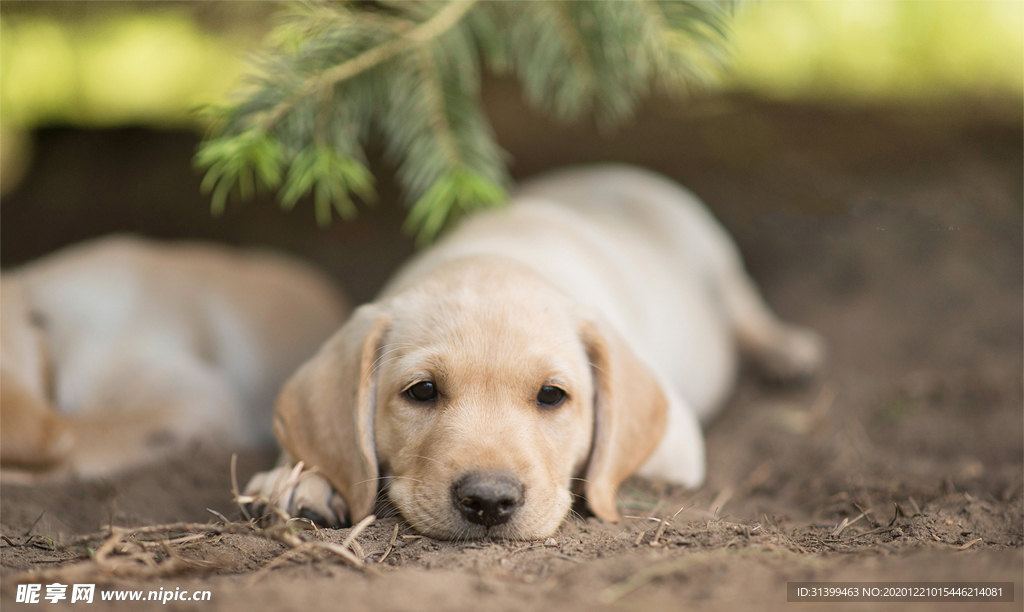 动物 宠物 狗 猫