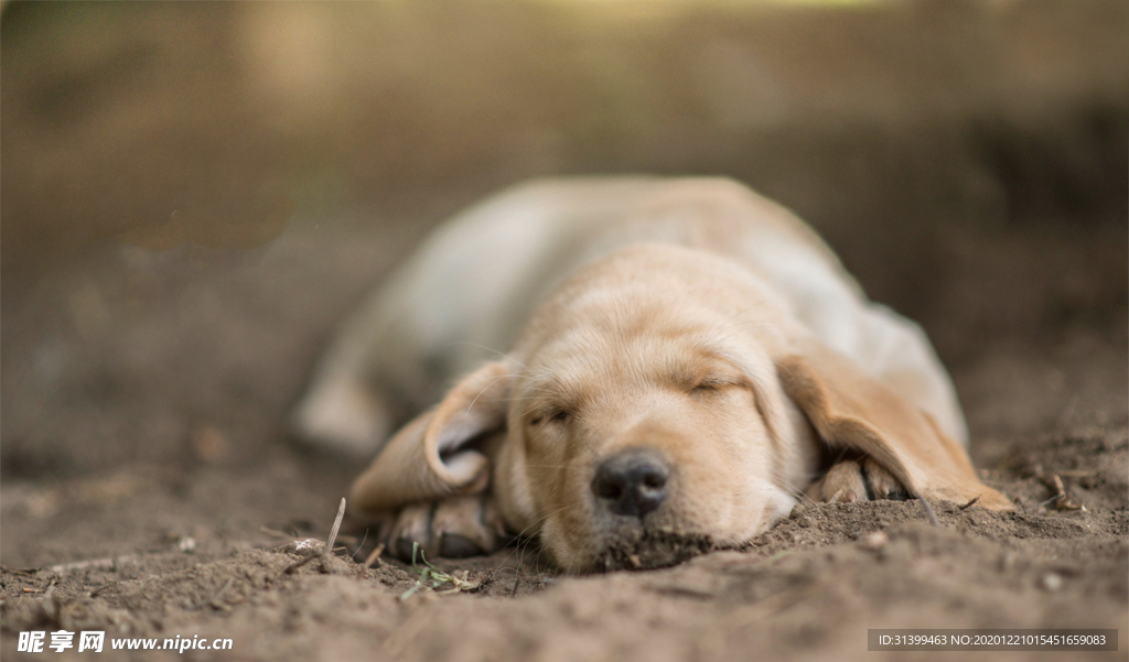 动物 宠物 狗 猫