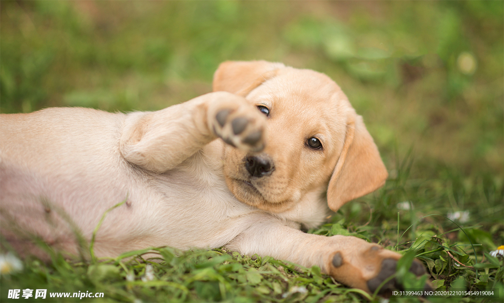 动物 宠物 狗 猫