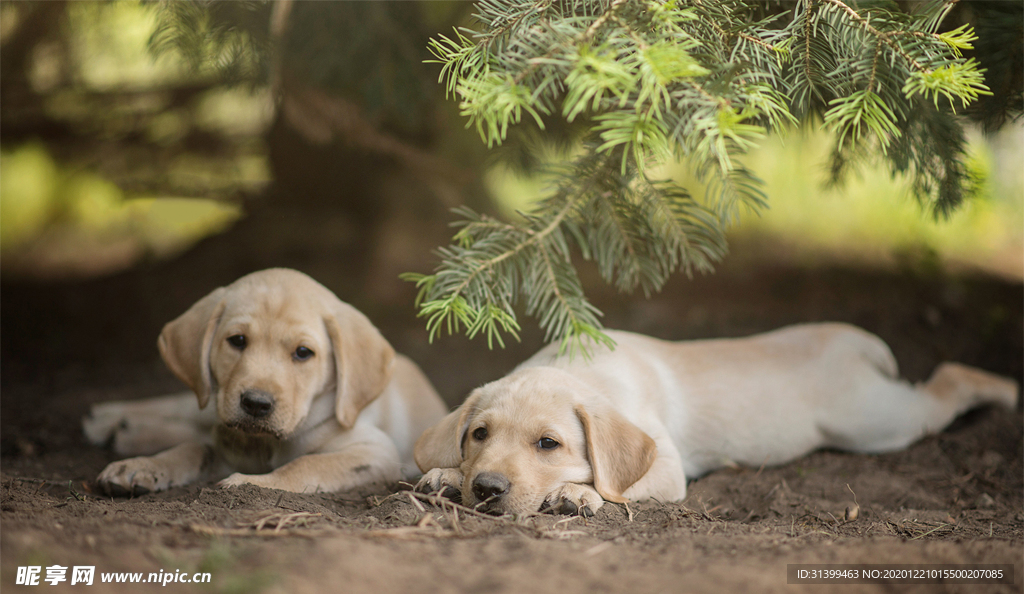 动物 宠物 狗 猫
