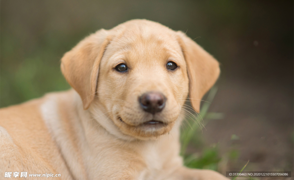 动物 宠物 狗 猫