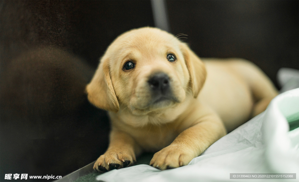 动物 宠物 狗 猫