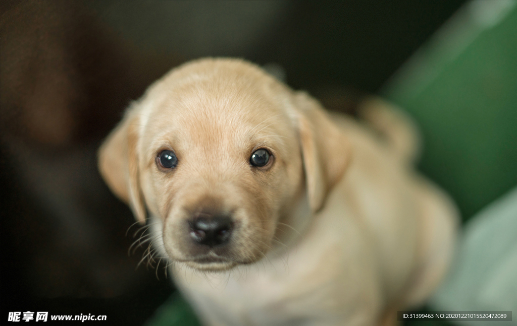 动物 宠物 狗 猫