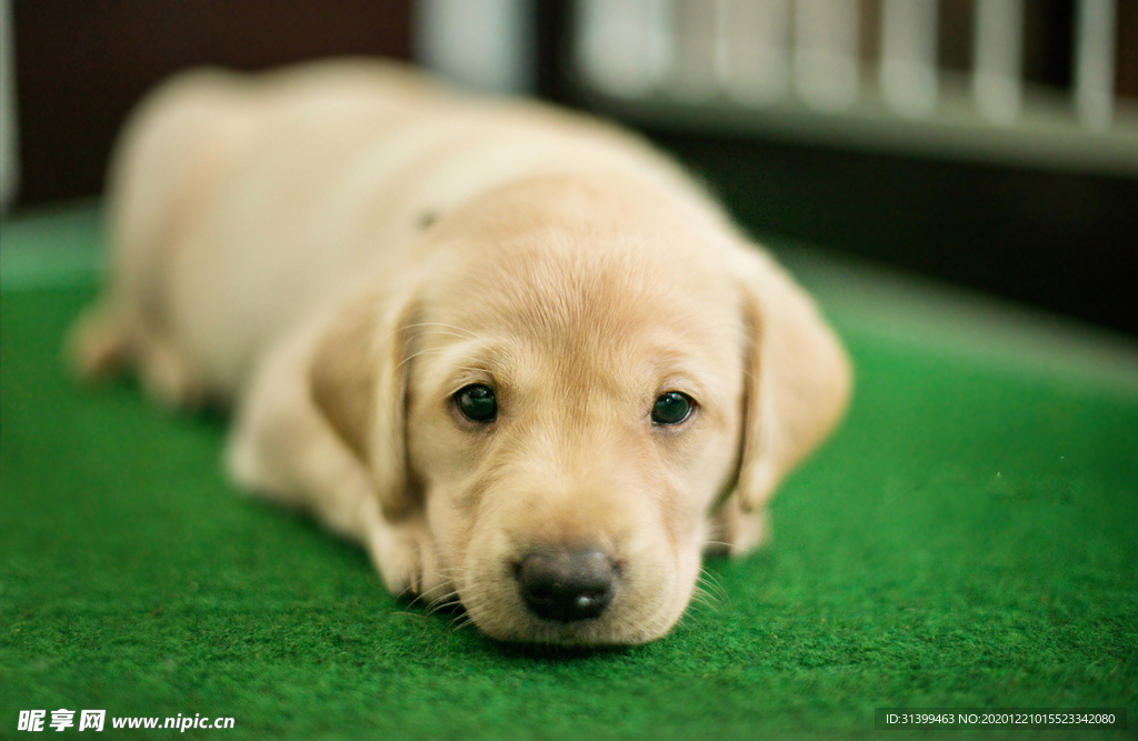 动物 宠物 狗 猫