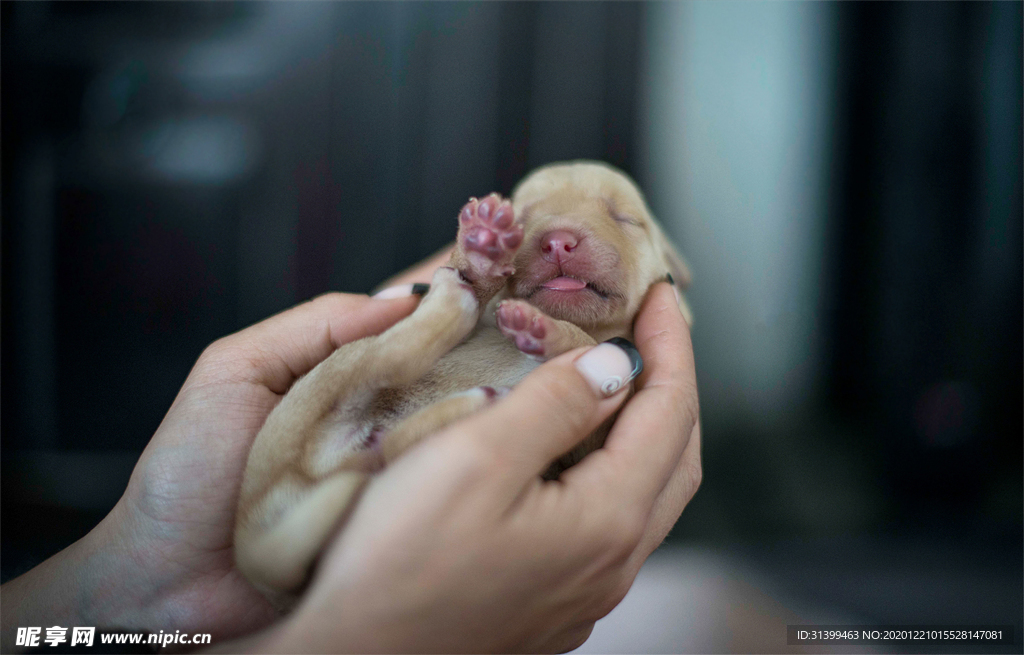 动物 宠物 狗 猫