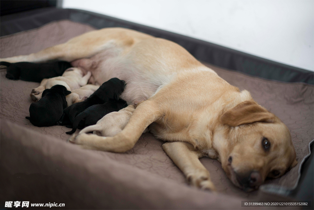 动物 宠物 狗 猫