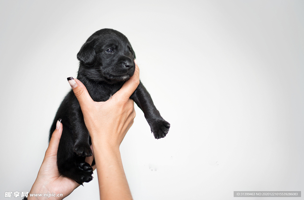 动物 宠物 狗 猫