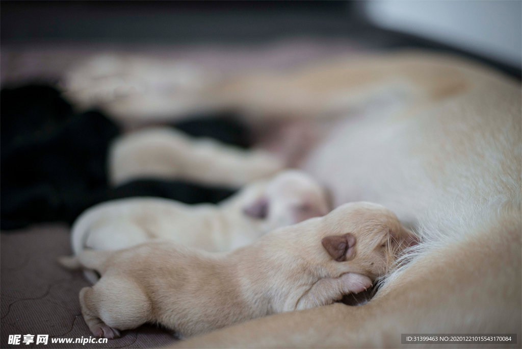 动物 宠物 狗 猫