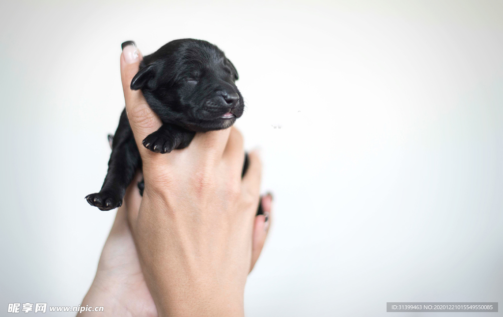 动物 宠物 狗 猫