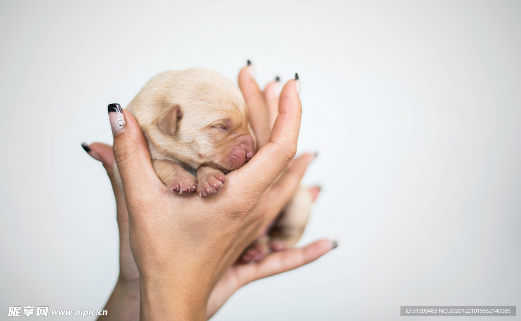 动物 宠物 狗 猫