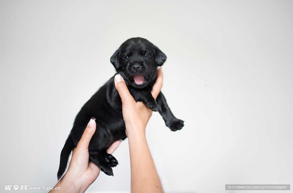 动物 宠物 狗 猫