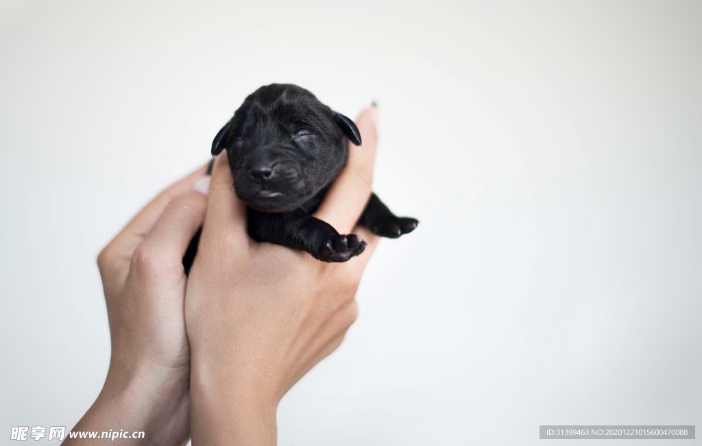 动物 宠物 狗 猫